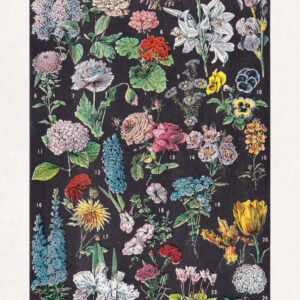 Restored color halftone print on the study of flowers