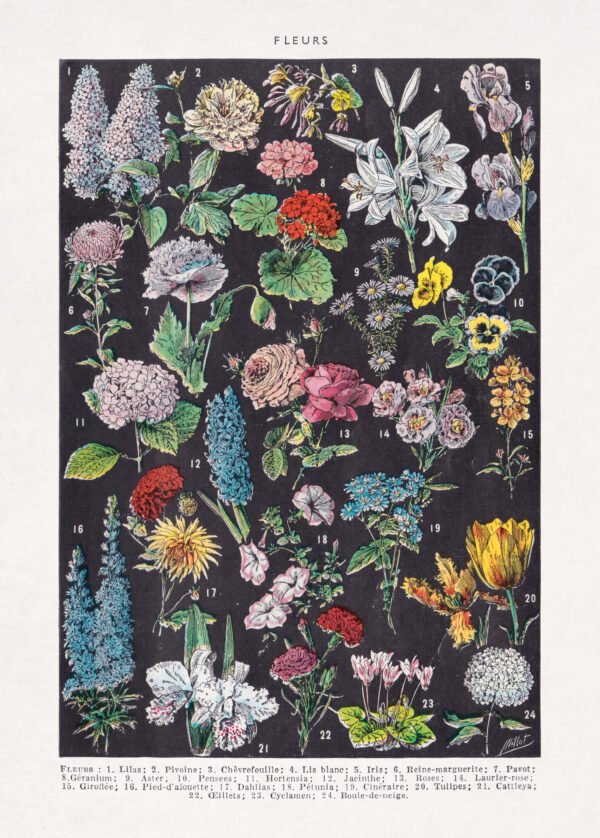 Restored color halftone print on the study of flowers