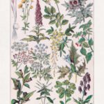 Vintage illustration about poisonous plants