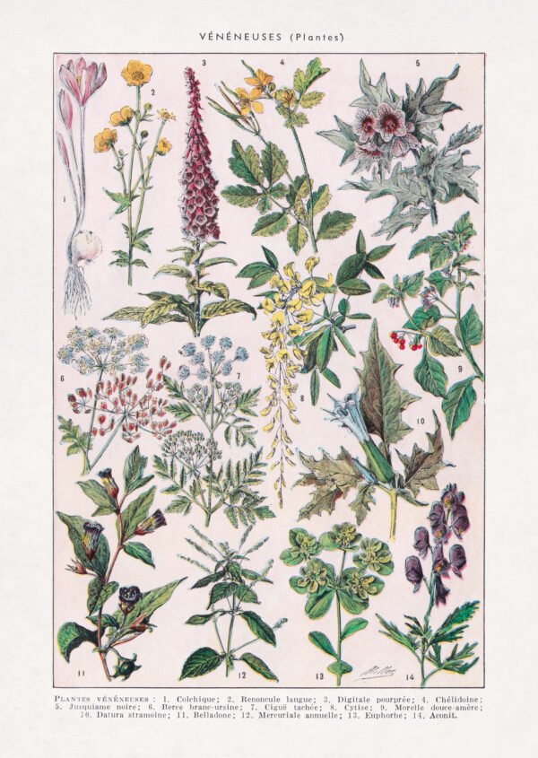 Vintage illustration about poisonous plants