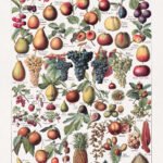 Polychrome engraving on the study of fruits