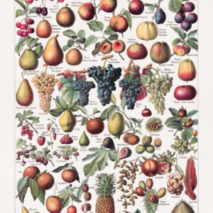 Polychrome engraving on the study of fruits