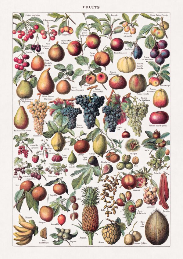Polychrome engraving on the study of fruits