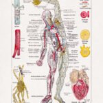 Polychrome engraving about the human circulatory system