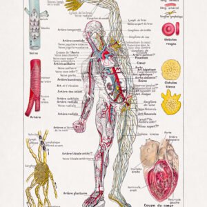 Polychrome engraving about the human circulatory system