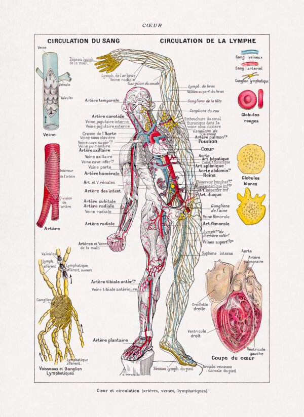 Polychrome engraving about the human circulatory system