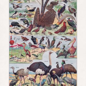 Chromolithograph about ornithology (the study of birds)