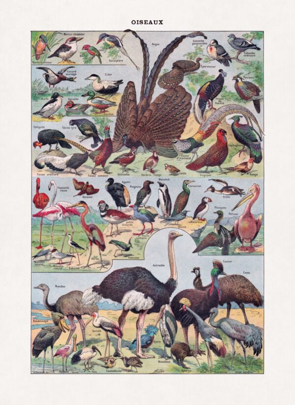 Chromolithograph about ornithology (the study of birds)
