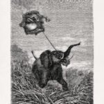 The Victoria towed by an elephant - Five weeks in a balloon