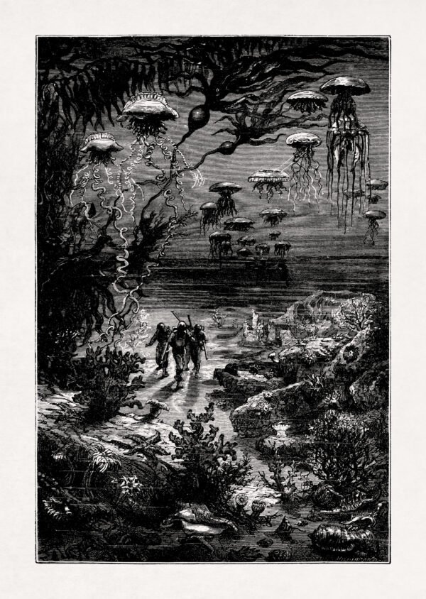 Underwater landscape of Crespo Island - 20,000 Leagues Under the Sea