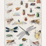 Restored color halftone print on the study of insects