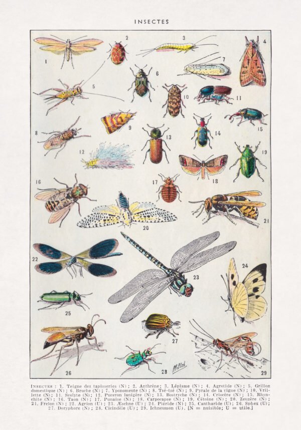 Restored color halftone print on the study of insects