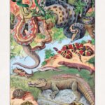 Illustration about Herpetology