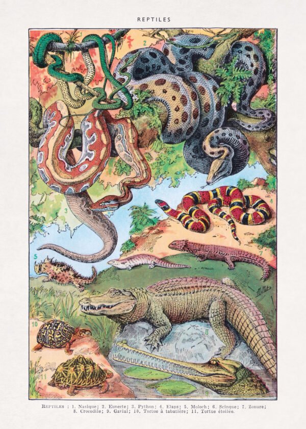 Illustration about Herpetology