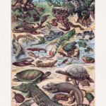 Chromolithograph about Herpetology (the study of amphibians and reptiles)