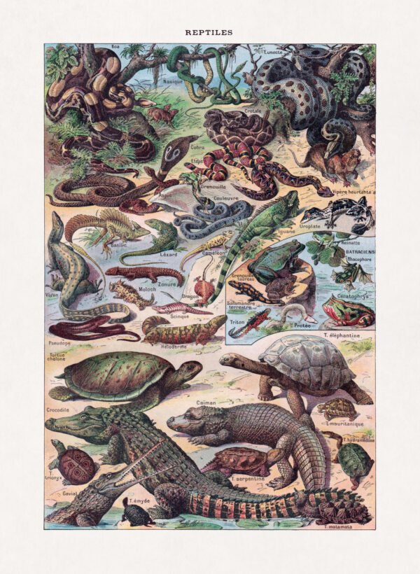 Chromolithograph about Herpetology (the study of amphibians and reptiles)