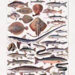 Illustration about the study of fishes