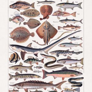 Illustration about the study of fishes