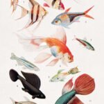Color halftone print about ornamental fishes