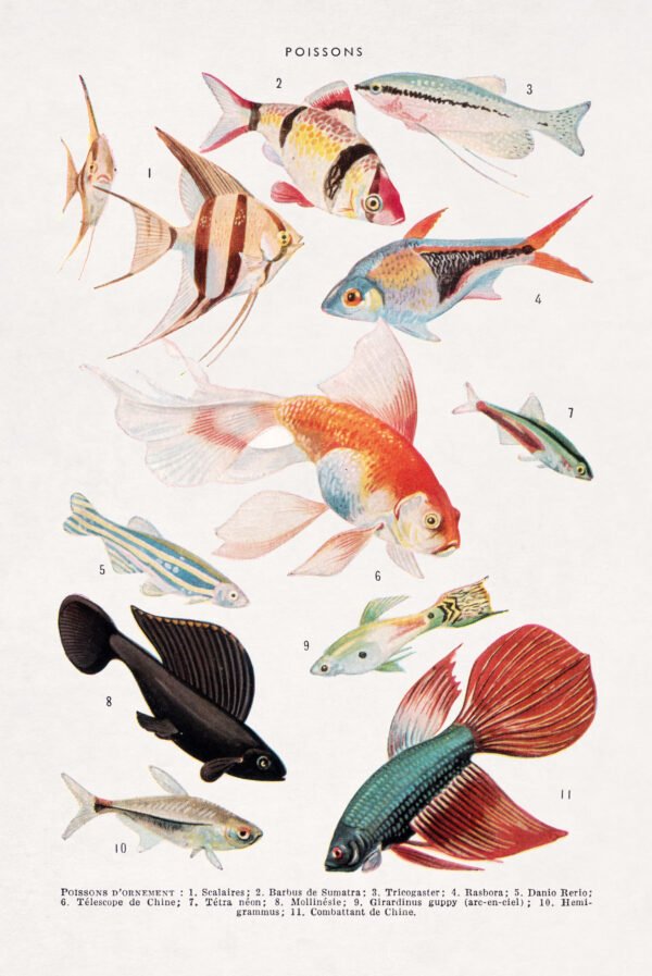 Color halftone print about ornamental fishes