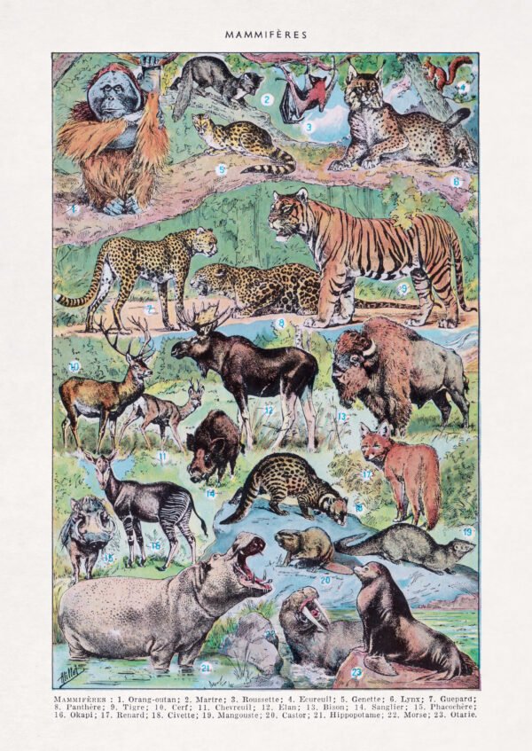 Illustration about Mammalogy (the study of mammals)