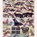 Restored chromolithograph about animal furs