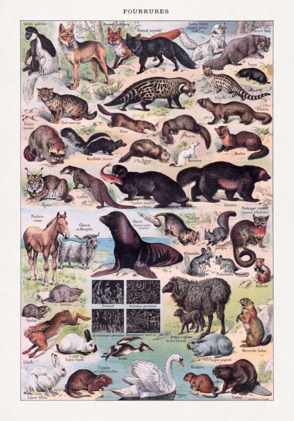 Restored chromolithograph about animal furs