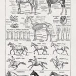 Illustration about Hippology