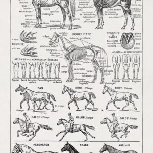 Illustration about Hippology