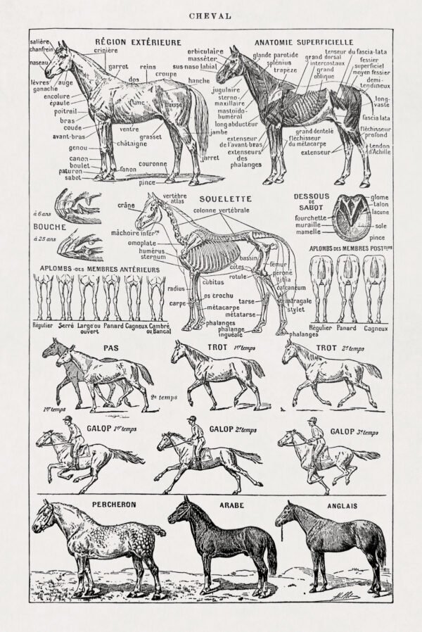 Illustration about Hippology