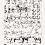 Black and white engraving about Hippology