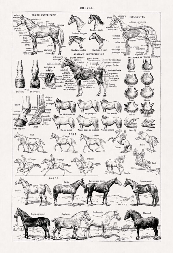 Black and white engraving about Hippology