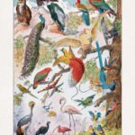 Vintage illustration about the study of birds (Ornithology)