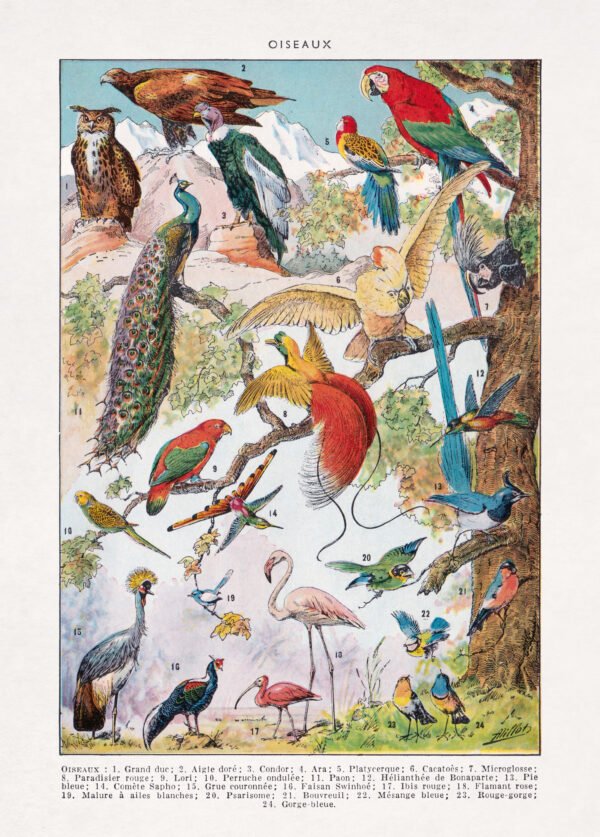 Vintage illustration about the study of birds (Ornithology)