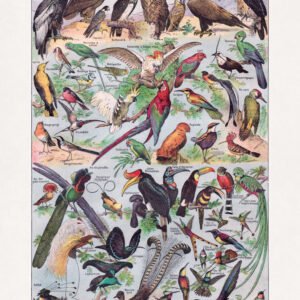Chromolithograph about ornithology (the study of birds)