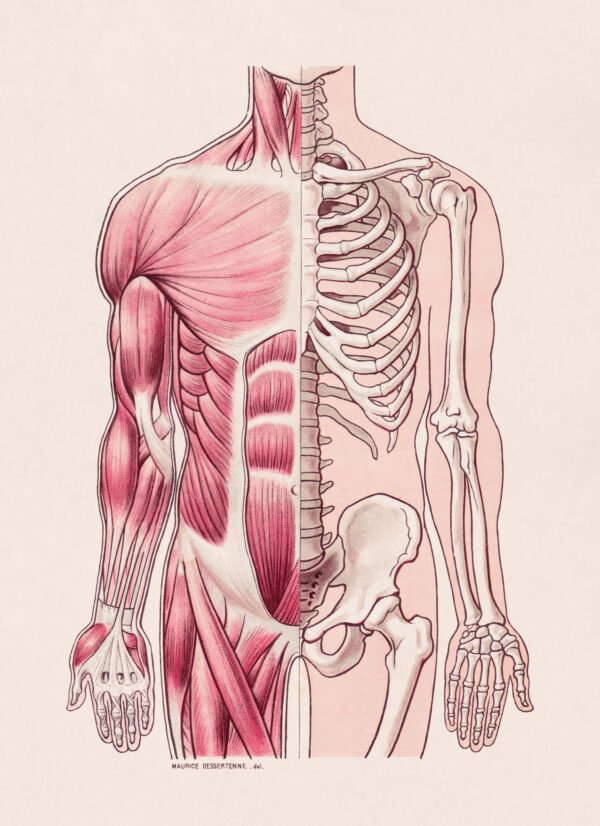 Medical illustration of the human torso and upper limbs
